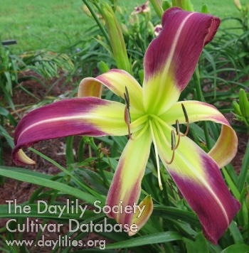 Daylily Suburban TR