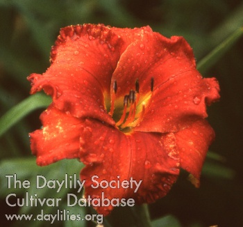 Daylily Suddenly It's Autumn