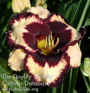 Daylily Sue Brown