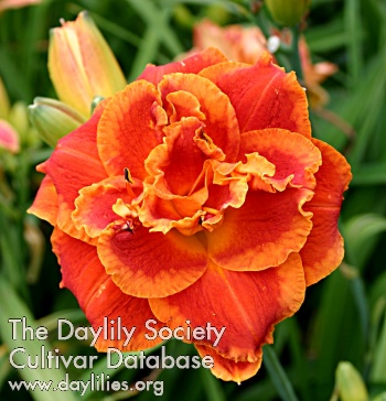 Daylily Sultan
