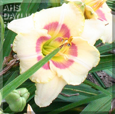Daylily Summer Explosion