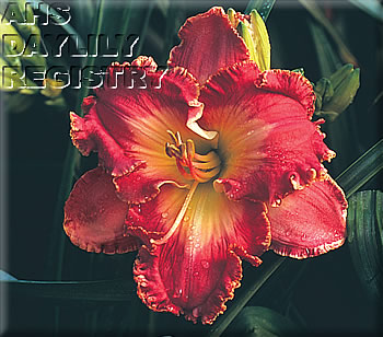 Daylily Summer in New Orleans