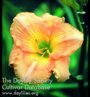 Daylily Sunset Strut