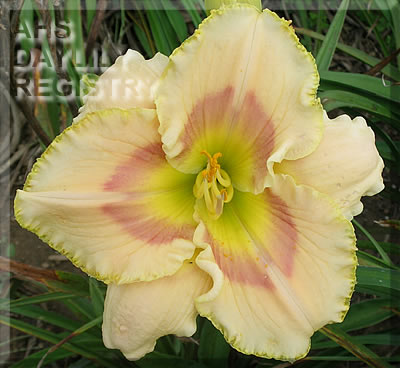 Daylily Super Seventy Three