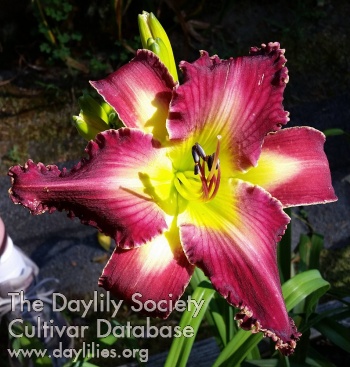 Daylily Surprised by Joy