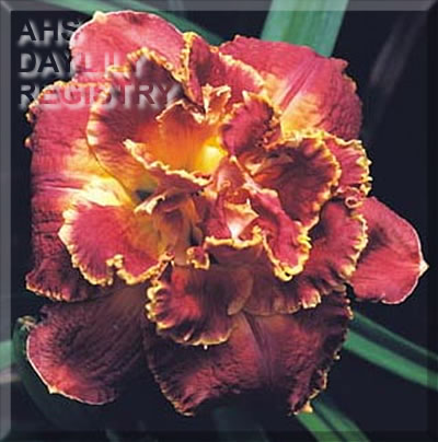 Daylily Susan Pritchard Petit