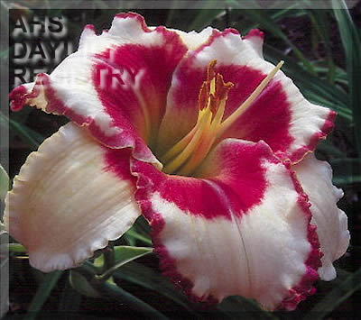 Daylily Susquehanna Storm Front