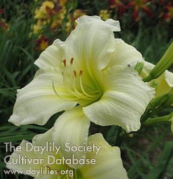 Daylily Swan Pond