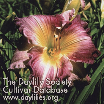 Daylily Sweet Vision