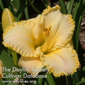 Daylily Sweet Kissable You