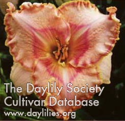Daylily Sweet Secret