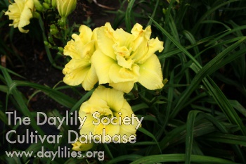 Daylily Sweet Yellow Truffle