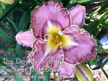 Daylily Sweeter than Sweet