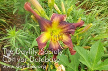 Daylily Sweets for My Sweet
