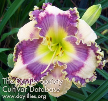 Daylily Sycamore Frills
