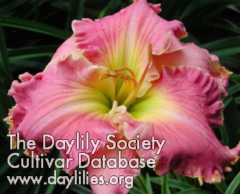 Daylily Symphony of Praise