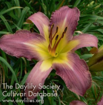 Daylily Sabre Rattling