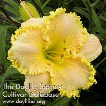 Daylily Sanford Firefly