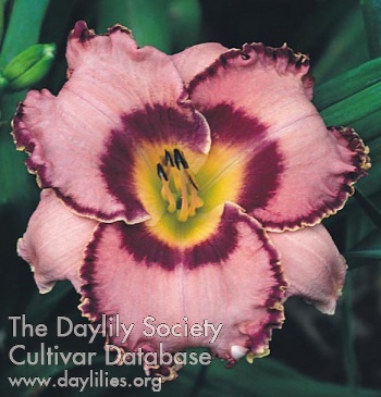 Daylily Say It Ain't So