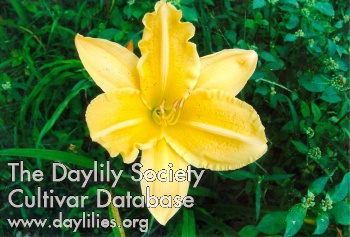Daylily S.D. Williams