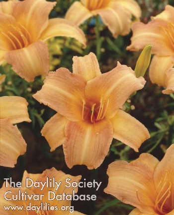 Daylily Sea Gold