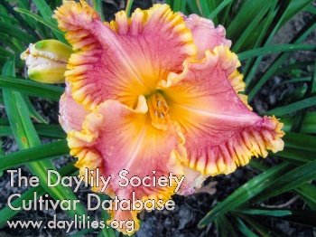 Daylily Sea Horse Stampede