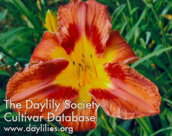 Daylily Sean and Scotland Forever
