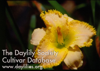 Daylily Secret Ingredient