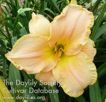 Daylily Serengeti