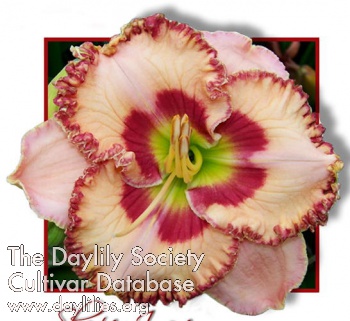 Daylily Sharper Image