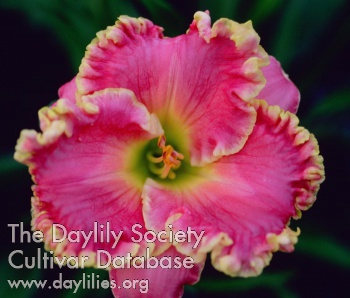 Daylily Shores of Time