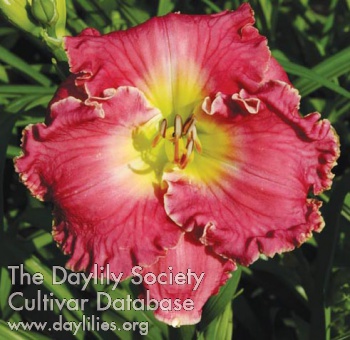 Daylily Silent Musings