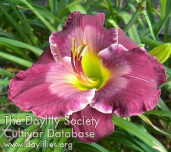 Daylily Sins of Omission