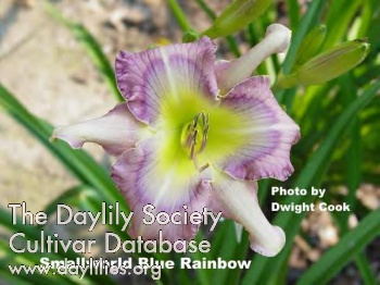 Daylily Small World Blue Rainbow
