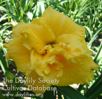 Daylily Small World Butter Cups