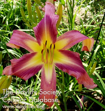 Daylily Small World Butterfly Kisses