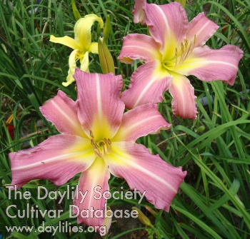 Daylily Small World Candy on a Stick