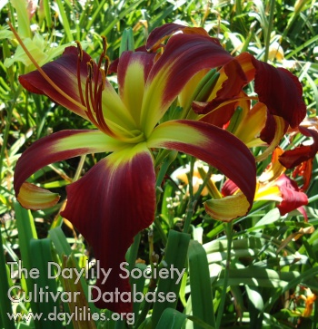 Daylily Small World Christmas Eve