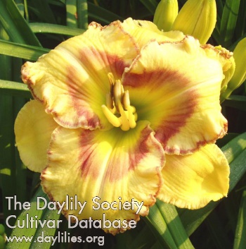 Daylily Small World It's a Doozie