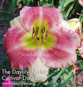 Daylily Small World Looney Tunes