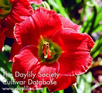 Daylily Small World Valentine