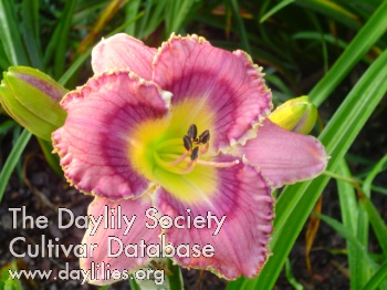 Daylily Small World You Talking to Me