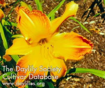 Daylily Smaug the Magnificent