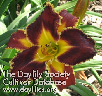 Daylily Soldier of Love