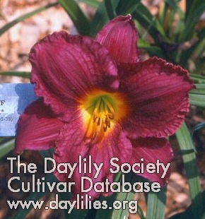 Daylily Song of Africa