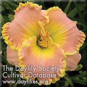 Daylily South Pacific
