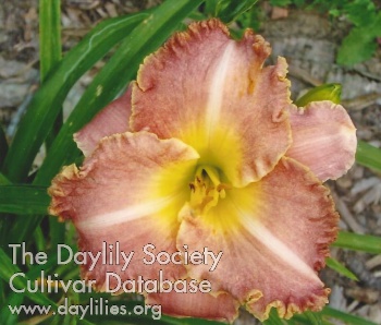 Daylily Spatterware