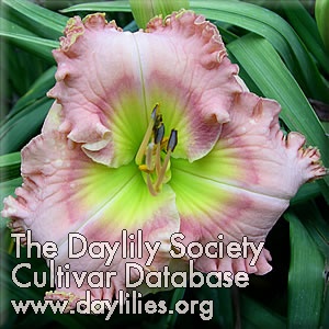 Daylily Spring Formal