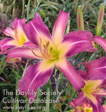 Daylily Stacking Stories