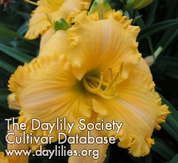 Daylily Streets of Heaven